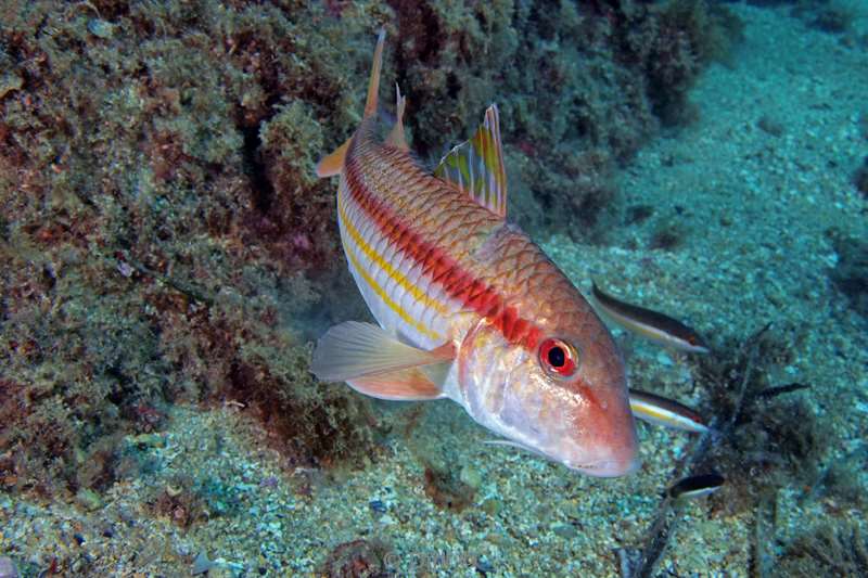 striped red mullet