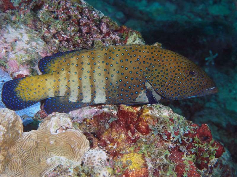 duiken mafia island tanzania