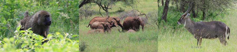 safari tarangire national park tanzania