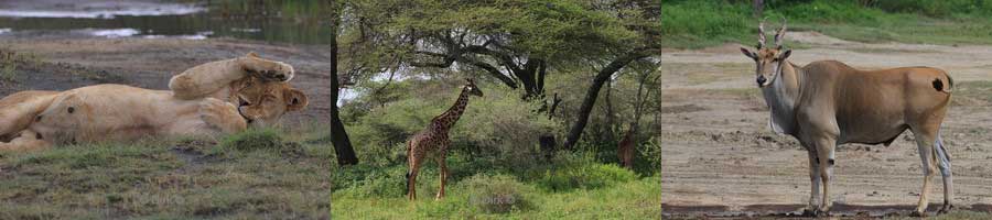 safari ndutu regio tanzania