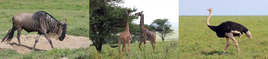 safari serengeti national park tanzania