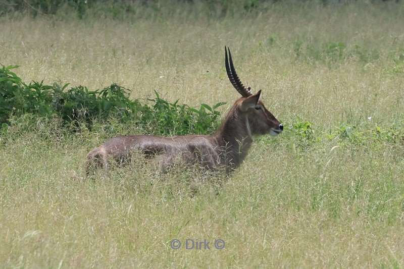 safari tarangire national park tanzania