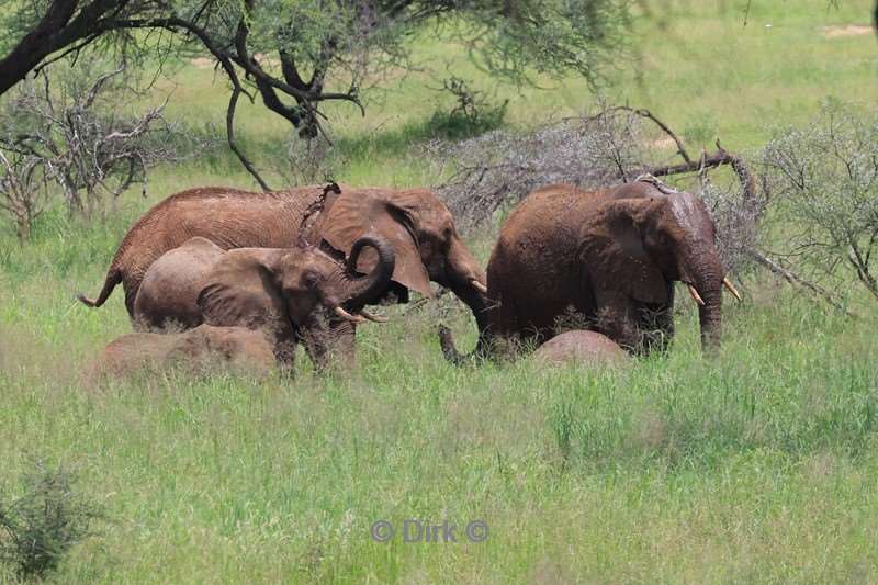 safari tarangire national park tanzania