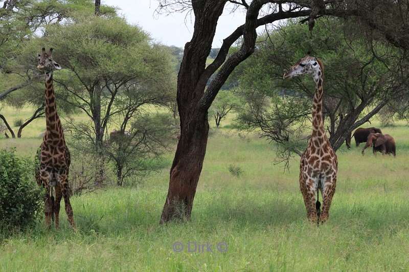 safari tarangire national park tanzania