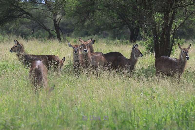 safari tarangire national park tanzania