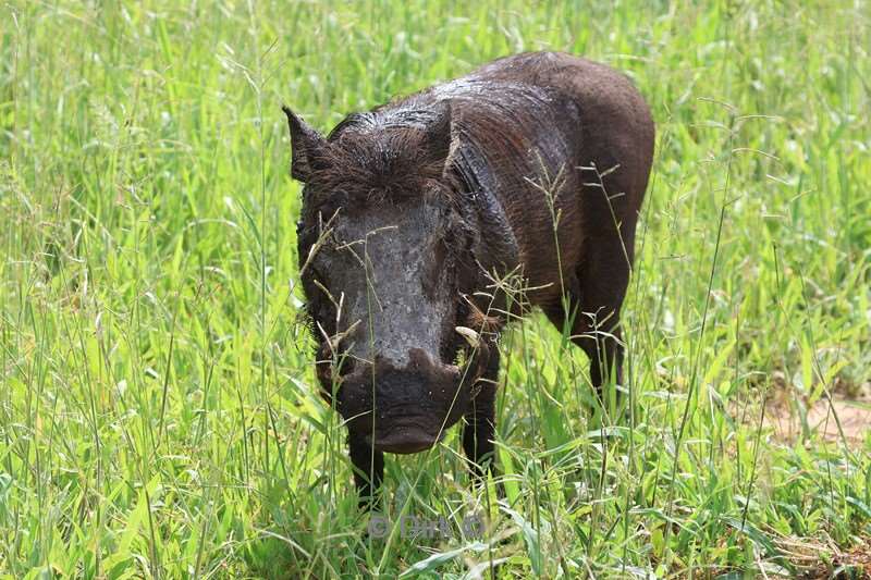 safari tarangire national park tanzania