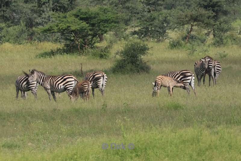 safari lake manyara national park tanzania