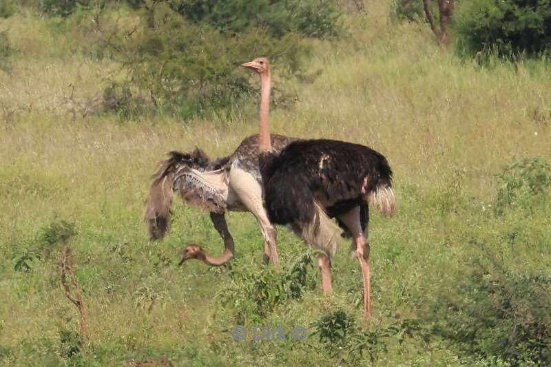 safari lake manyara national park tanzania