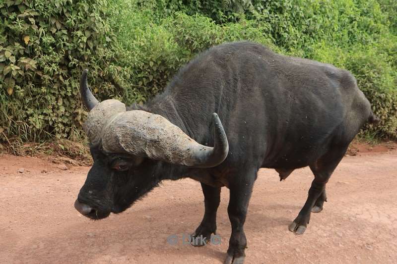 safari ndutu tanzania