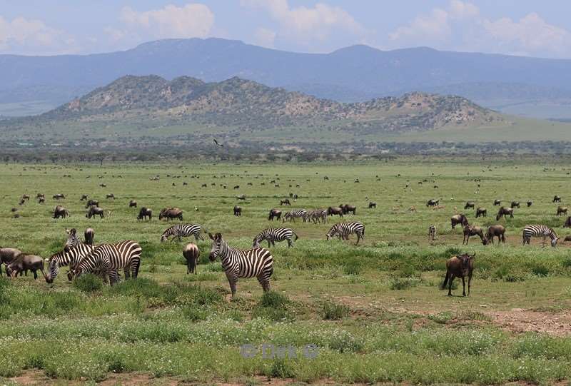 safari ndutu tanzania