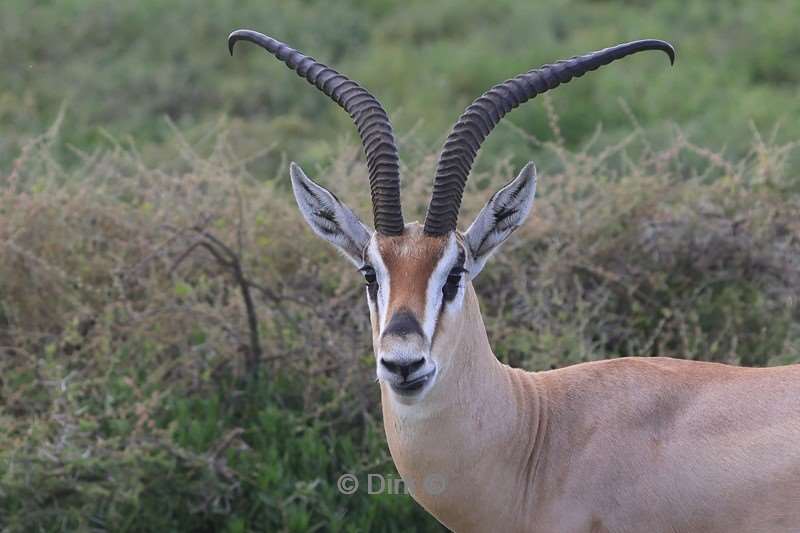 safari ndutu tanzania