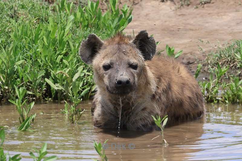 safari ndutu tanzania