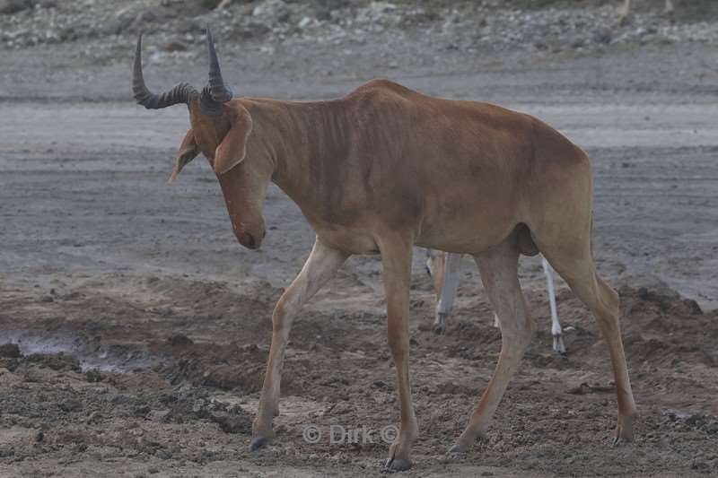 safari tanzania