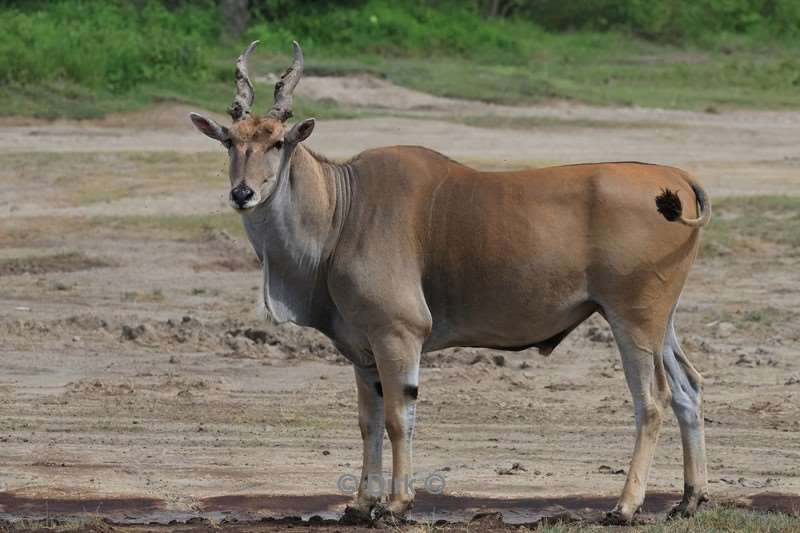 safari ndutu tanzania