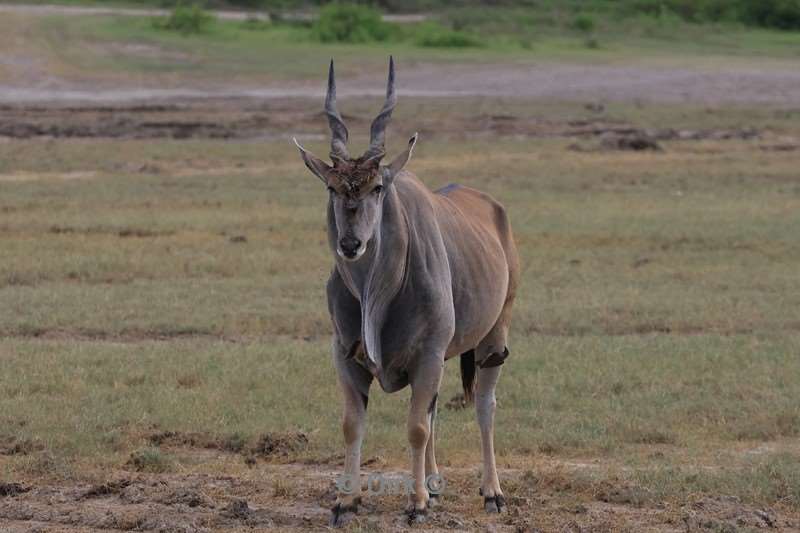 safari ndutu tanzania