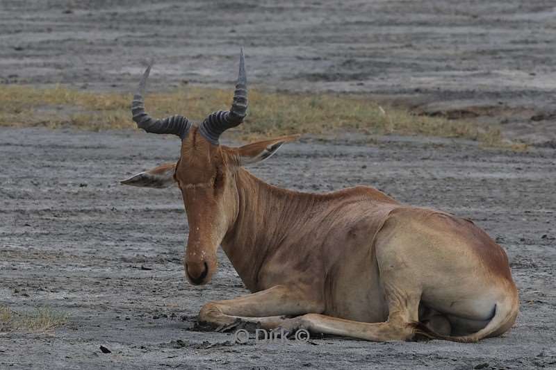 safari ndutu tanzania