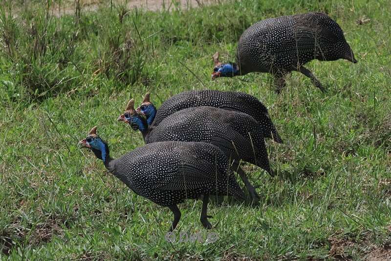 safari ndutu tanzania