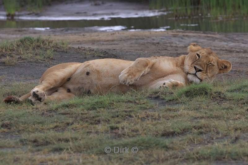 safari ndutu tanzania