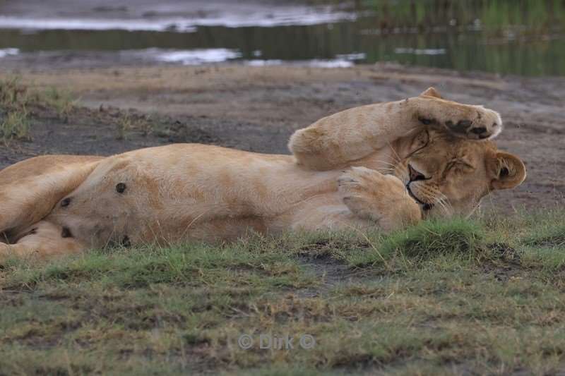 safari ndutu tanzania