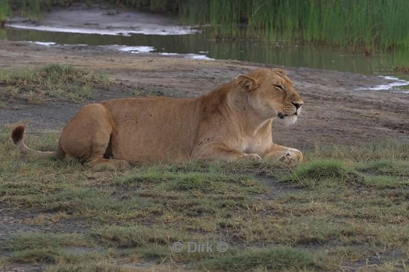 safari ndutu tanzania