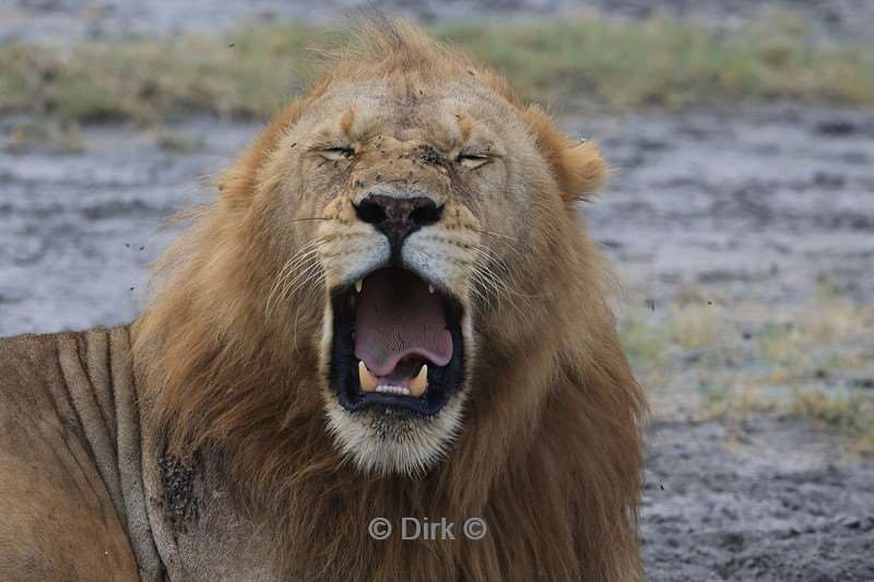 safari ndutu tanzania