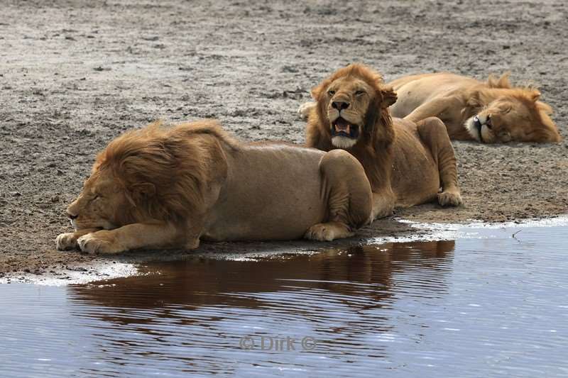 safari ndutu tanzania