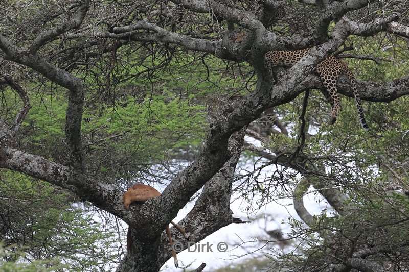 safari ndutu tanzania