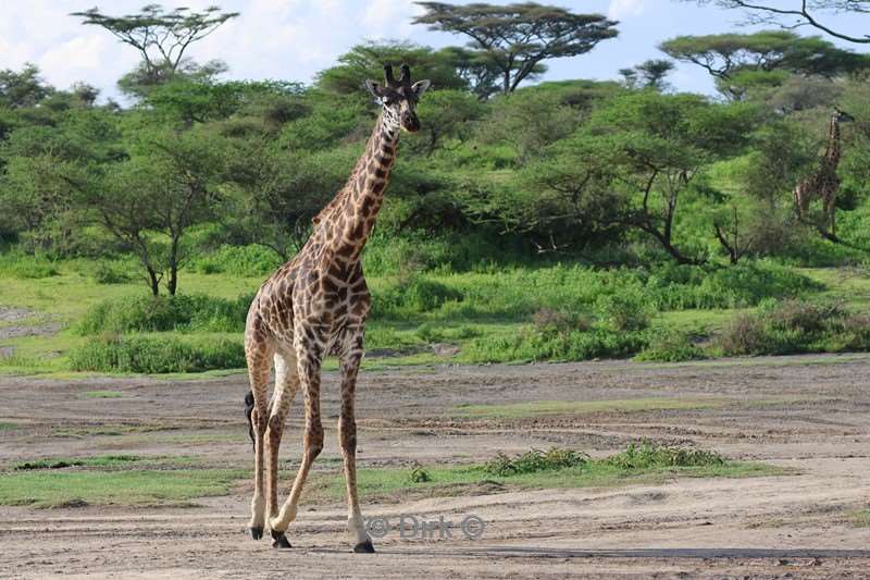 safari ndutu tanzania