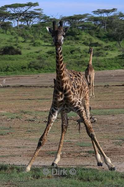 safari ndutu tanzania