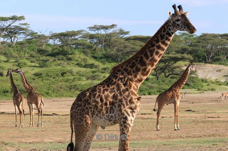 safari ndutu tanzania