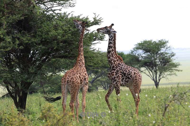 safari serengeti tanzania