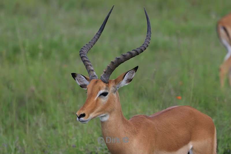 safari serengeti tanzania