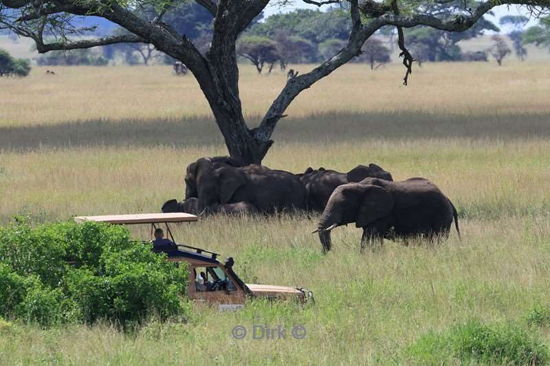 safari serengeti tanzania