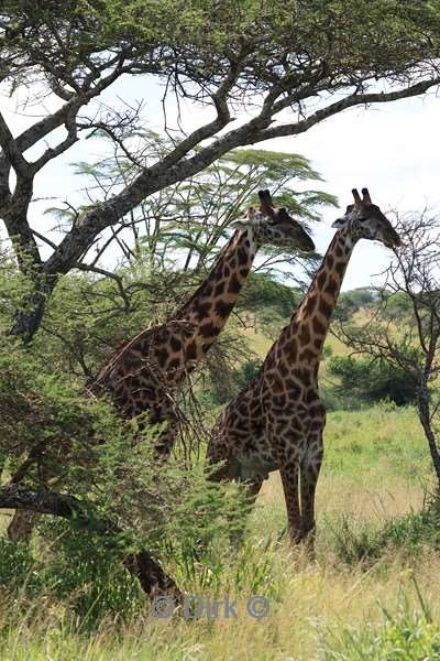 safari serengeti tanzania