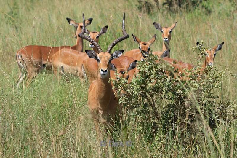 safari serengeti tanzania