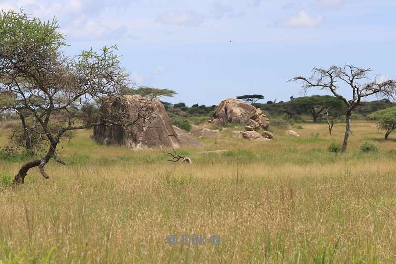 safari serengeti tanzania