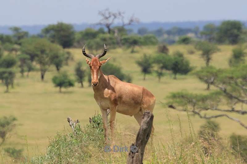 safari serengeti tanzania