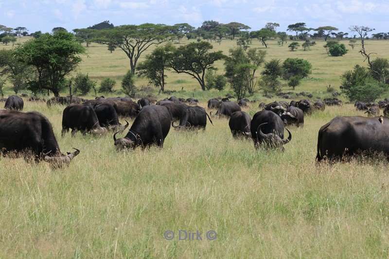 safari serengeti tanzania