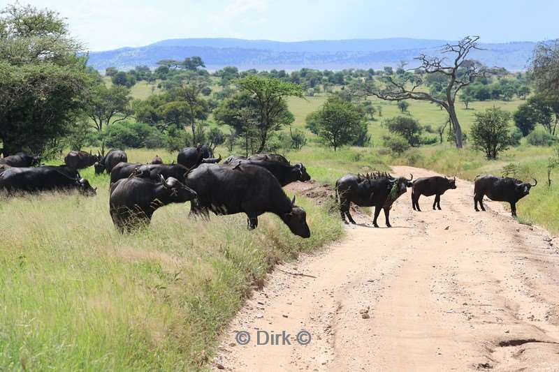 safari serengeti tanzania