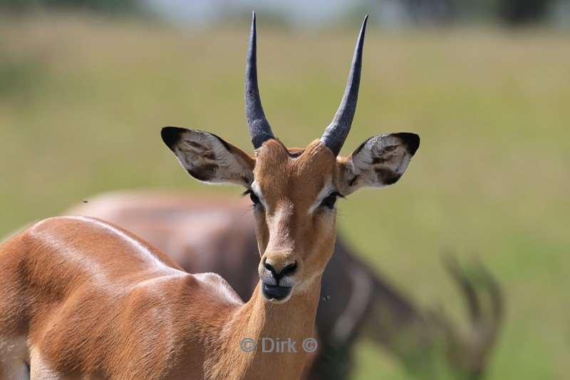 safari serengeti tanzania