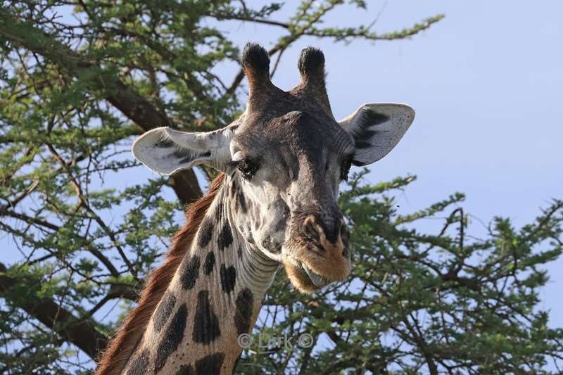 safari serengeti tanzania