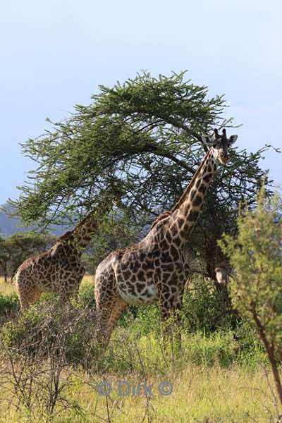 safari serengeti tanzania