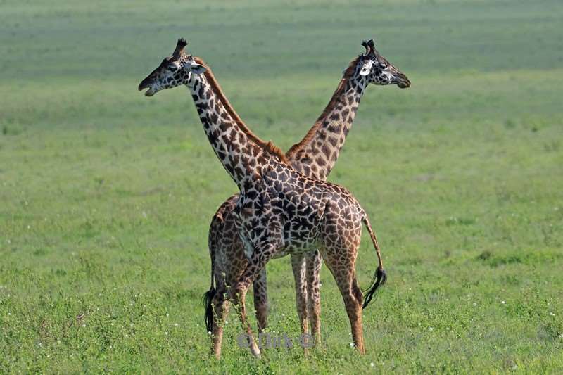 safari serengeti tanzania