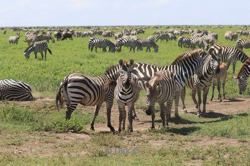 safari serengeti tanzania