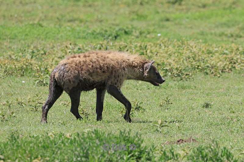 safari serengeti tanzania