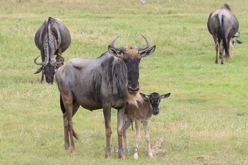 safari serengeti tanzania