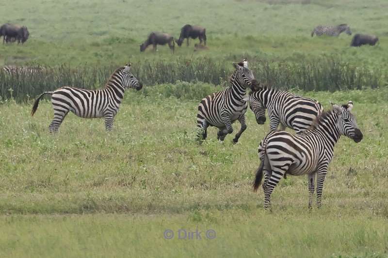 safari serengeti tanzania