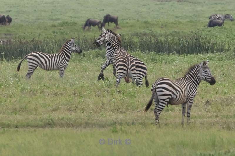 safari serengeti tanzania