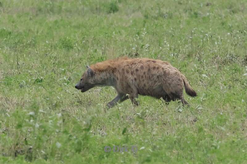 safari ngorongoro national park tanzania