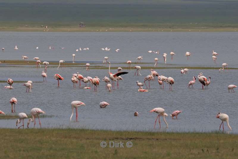 safari ngorongoro national park tanzania